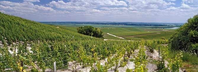 Vignoble en pente sur sol crayeux, sous un ciel nuageux