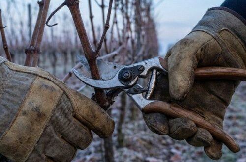 Gants tenant un sarment de vigne taillé au sécateur en hiver