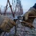 Gants tenant un sarment de vigne taillé au sécateur en hiver