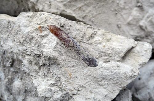 Fossile allongé de bélemnite visible dans un bloc de craie blanche