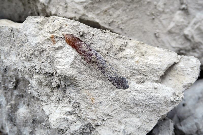 Fossile allongé de bélemnite visible dans un bloc de craie blanche