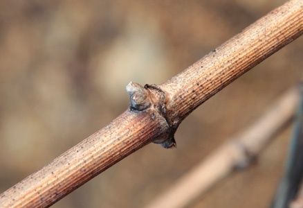 Gros plan sur un sarment de vigne taillé en hiver