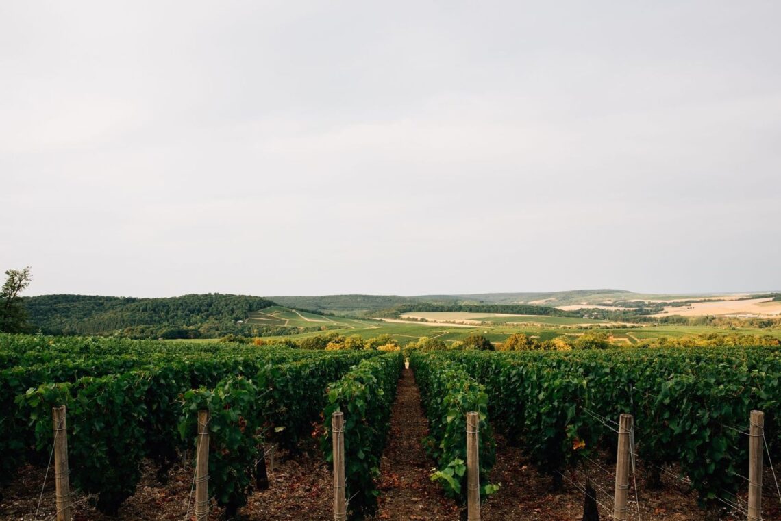 Vignobles vallonnés sous un ciel brumeux dans la campagne champenoise